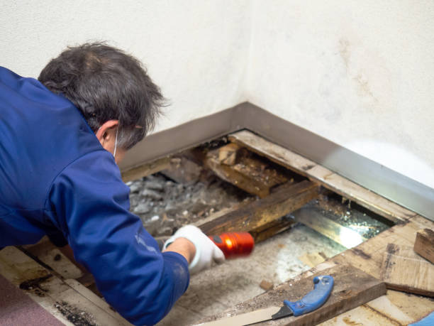 Best Commercial Mold Removal  in Lake Cherokee, TX