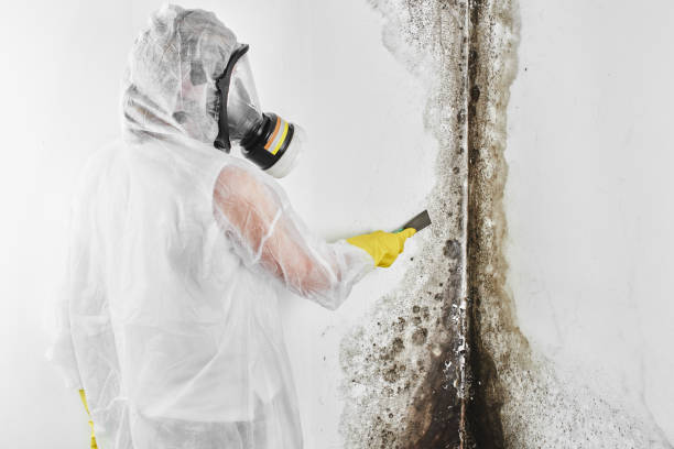 Best Certified Mold Removal  in Lake Cherokee, TX