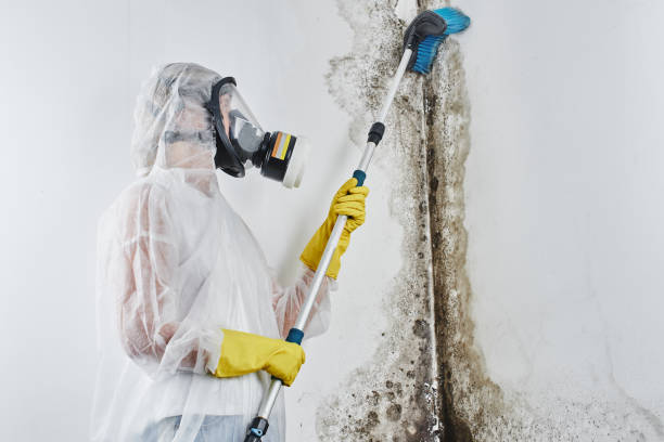 Best Toxic Mold Removal  in Lake Cherokee, TX