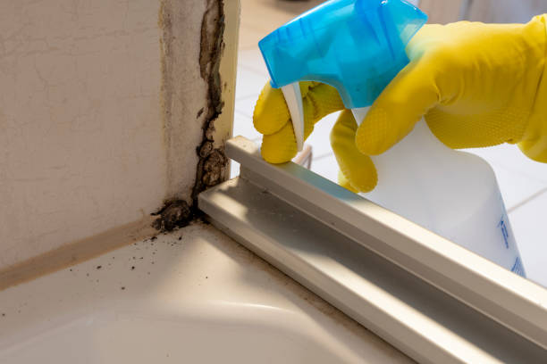 Best Attic Mold Removal  in Lake Cherokee, TX