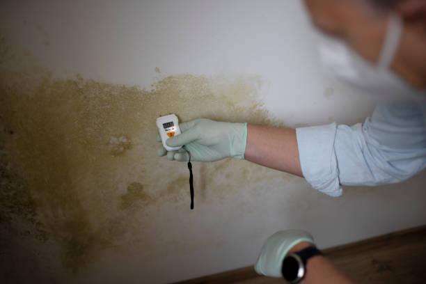 Best Professional Mold Removal  in Lake Cherokee, TX