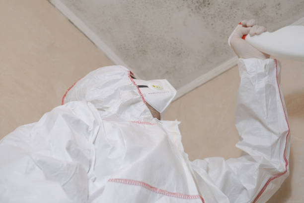 Professional Mold Removal in Lake Cherokee, TX