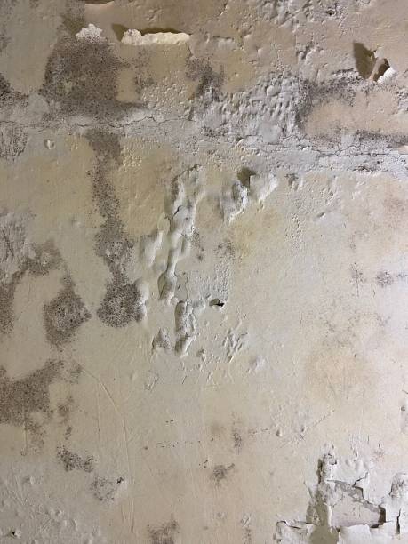 Best Mold Damage Repair  in Lake Cherokee, TX