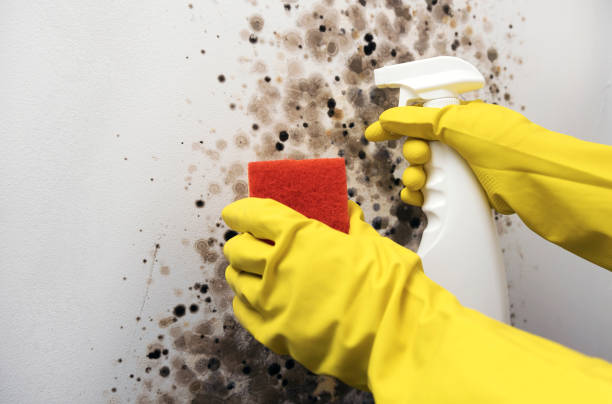 Best Mold Remediation Services  in Lake Cherokee, TX
