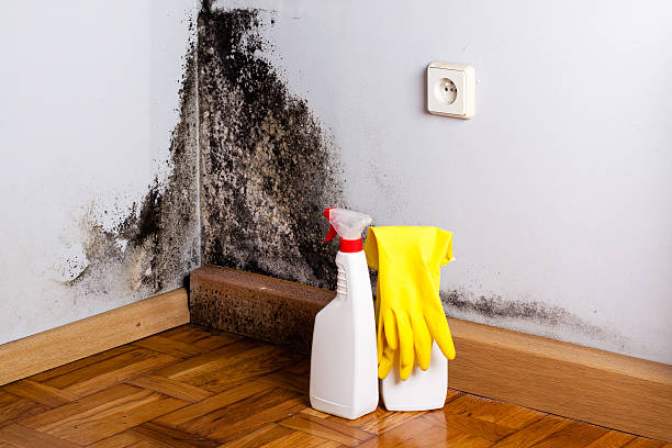 Best Mold Remediation  in Lake Cherokee, TX
